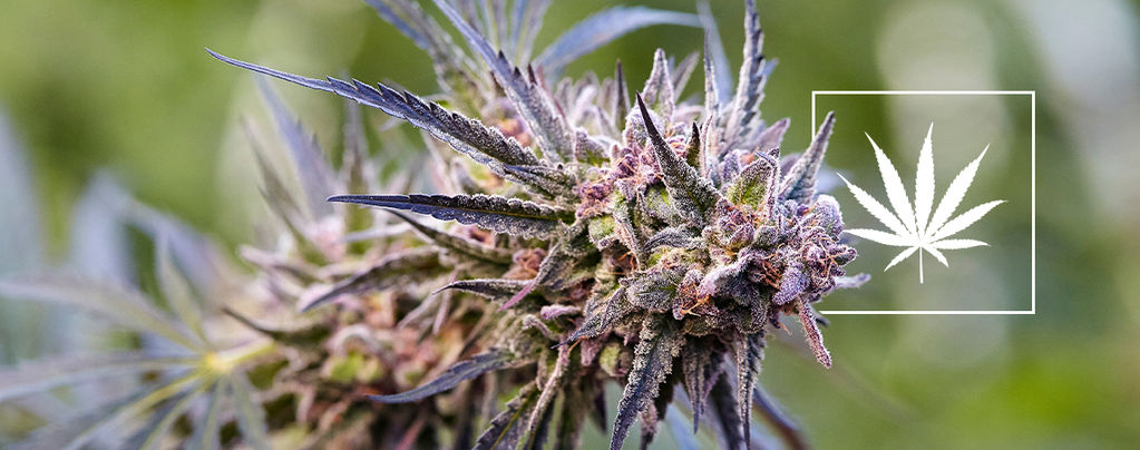 Was Ist Eine Cannabissorte?