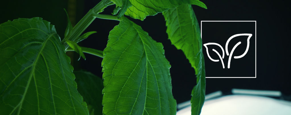 Wie Man Salvia Divinorum Anbaut