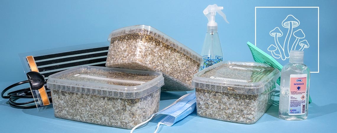 Wie Du Das Richtige Zauberpilz-Zuchtset Auswählst