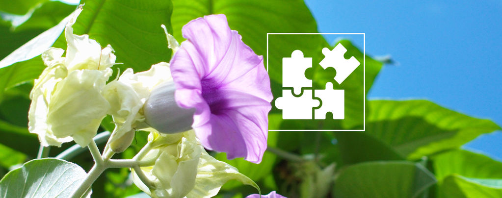 Alles, Was Du Über LSA Microdosing Wissen Musst