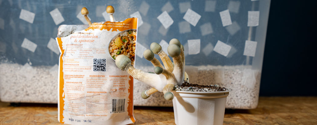 Uncle Ben'S Reis Tek: Low-Budget-Pilzzucht