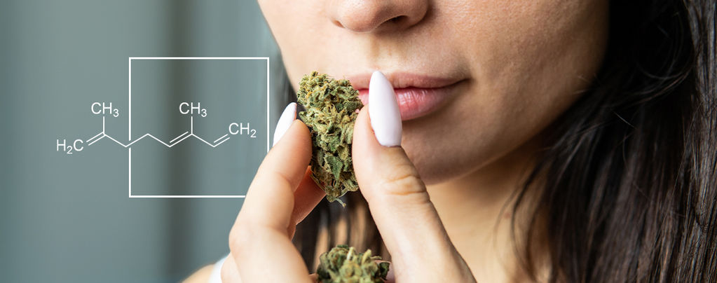 Was Ist Ocimen Und Was Bewirkt Dieses Terpen?