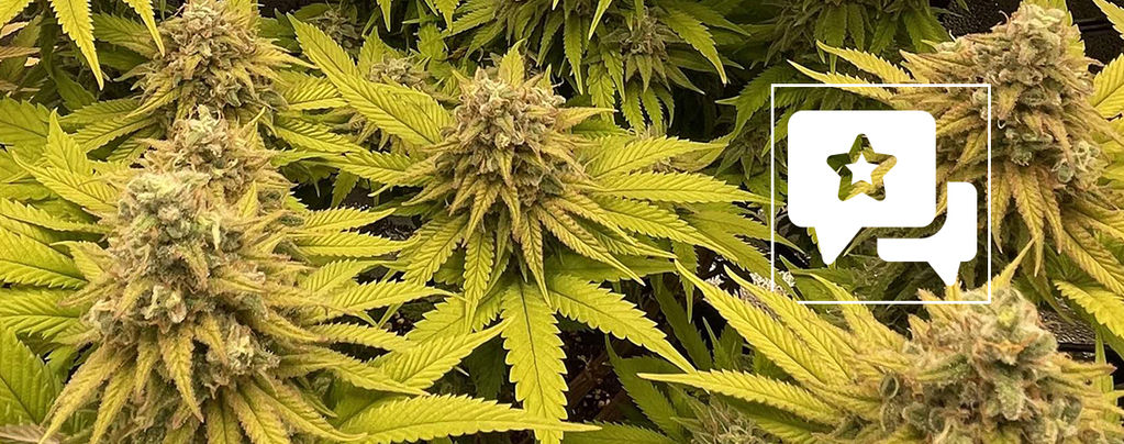 Sortenbewertung: Kosher Kush