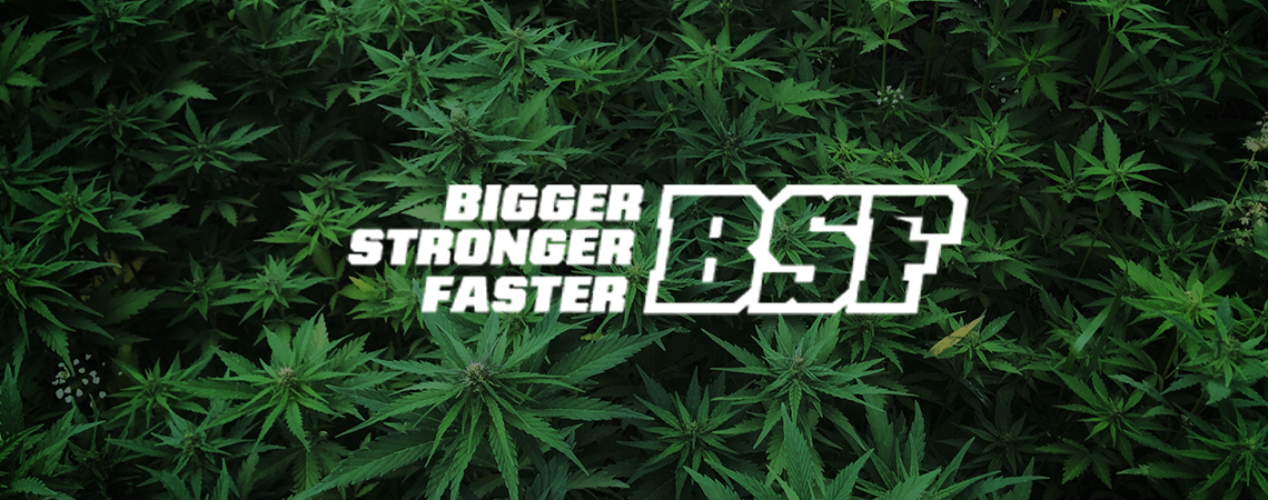 Rette Die Gorillas Mit BSF Seeds