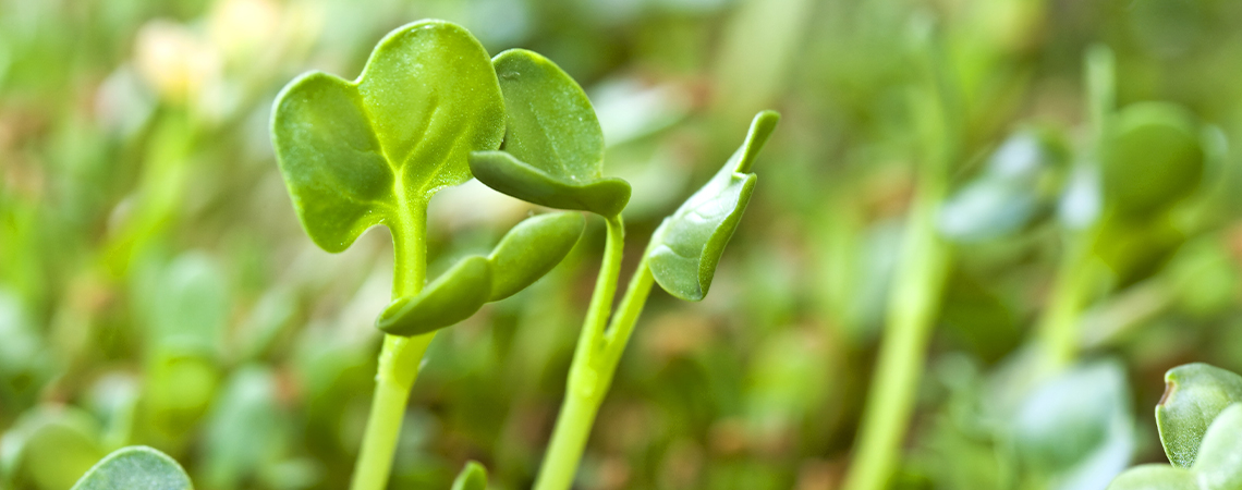 Wie Man Sprossen Zieht