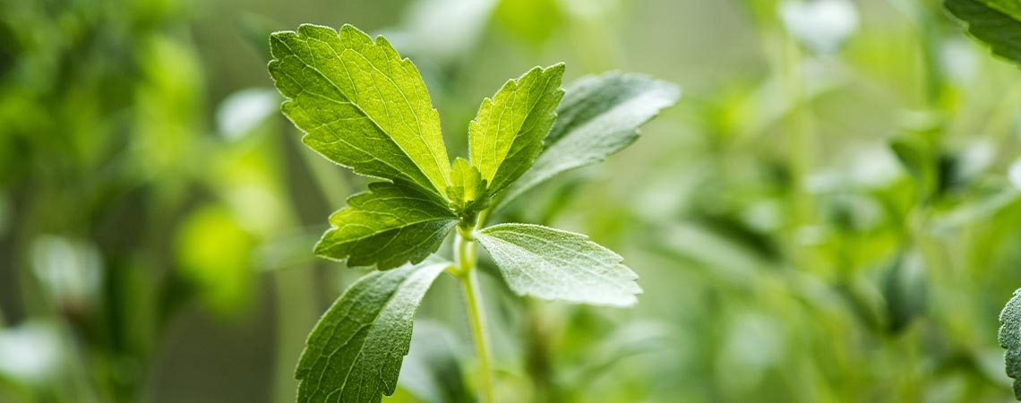 Alles, Was Du Über Stevia Wissen Solltest