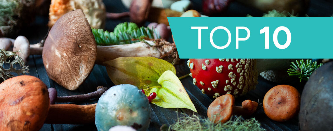 Lerne Die 10 Besten Pilze Für Deine Gesundheit Kennen