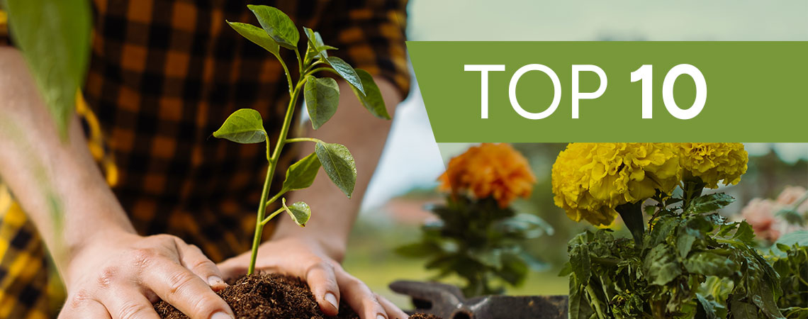 Die 10 Interessantesten Pflanzen Für Hobbygärtner