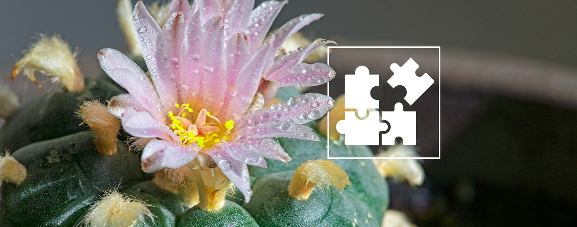 Alles Wissenswerte Über Das Microdosing Von Meskalin