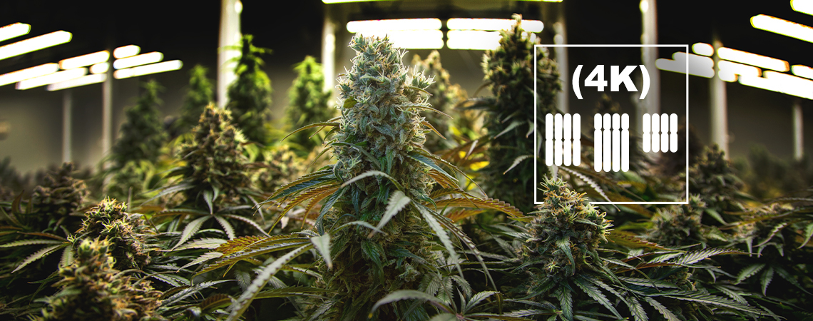 Was Sind Tetraploide Und Triploide In Cannabis?