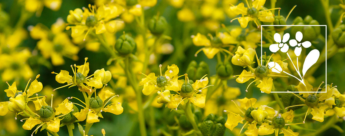 Was Ist Weinraute (Ruta Graveolens)?