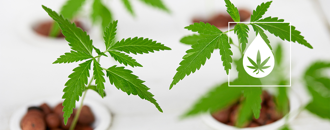 Wie Man Ein Nährstoff-Film-Technik-System (NFT) Einrichtet