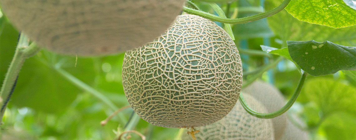 Wie Man Melonen Anbaut