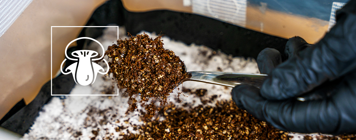 Wie Man Eine Deckschicht Für Die Pilzzucht Herstellt