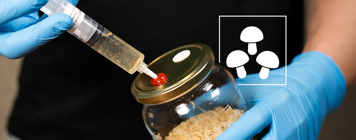 Anleitung: Flüssigkulturen für Magic Mushrooms verwenden