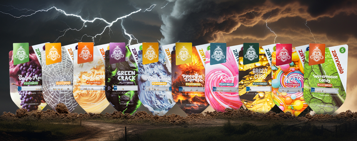 Zamnesia Seedshow Episode 2: Der Perfekte Sturm (F1 Hybriden)