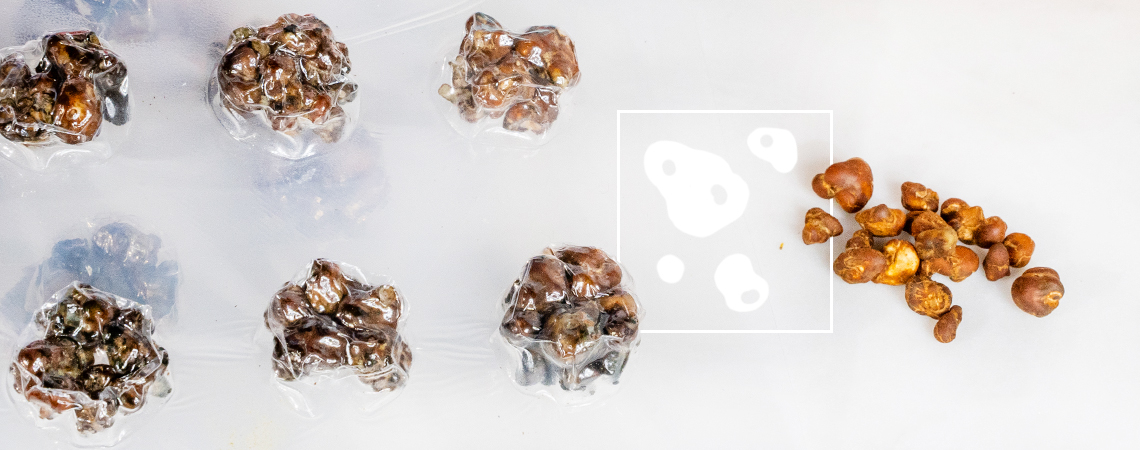 Microdosing-Methoden Für Zaubertrüffel