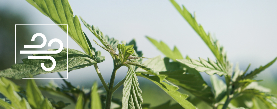 Wie Man Windbrand Bei Cannabis Erkennt Und Behandelt