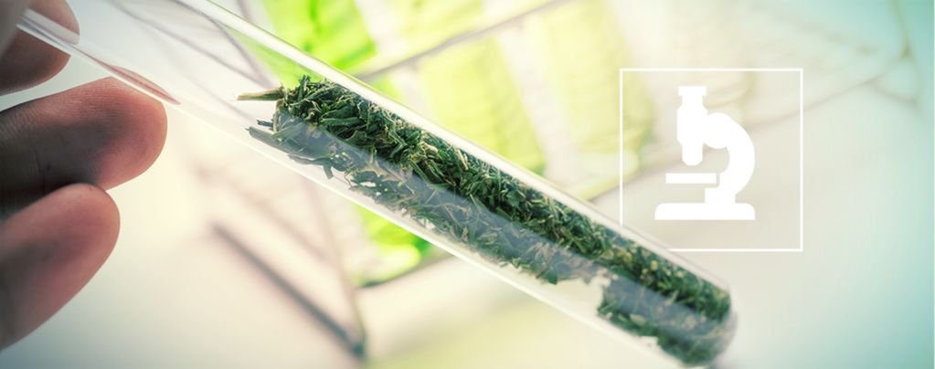 Was Sind Flavonoide, Terpene Und Terpenoide?