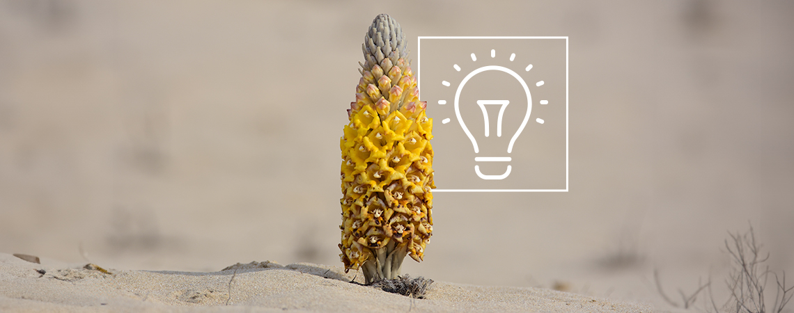 Alles Wissenswerte Über Cistanche Tubulosa