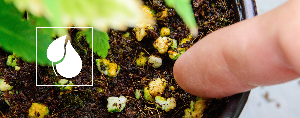 So Stellt Man Dünger Für Cannabispflanzen Selbst Her