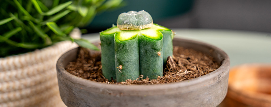 So Pfropft Man Einen Peyote-Kaktus