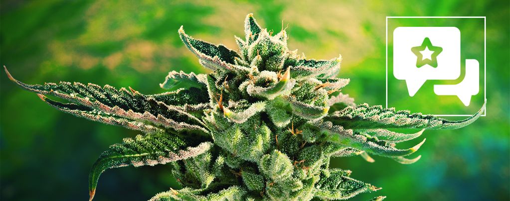 Blue Cheese (Royal Queen Seeds) Feminisiert Blue Cheese (Royal Queen Seeds) feminisiert