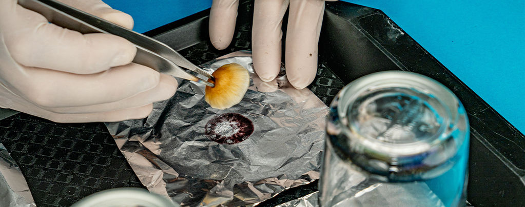 Wie Man Magic-Mushroom-Sporenabdrücke Nimmt