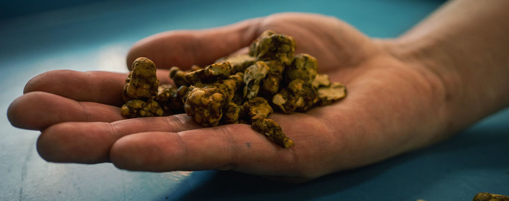 Die Erkundung Von Psilocybe Tampanensis: Der Ursprüngliche Trüffel