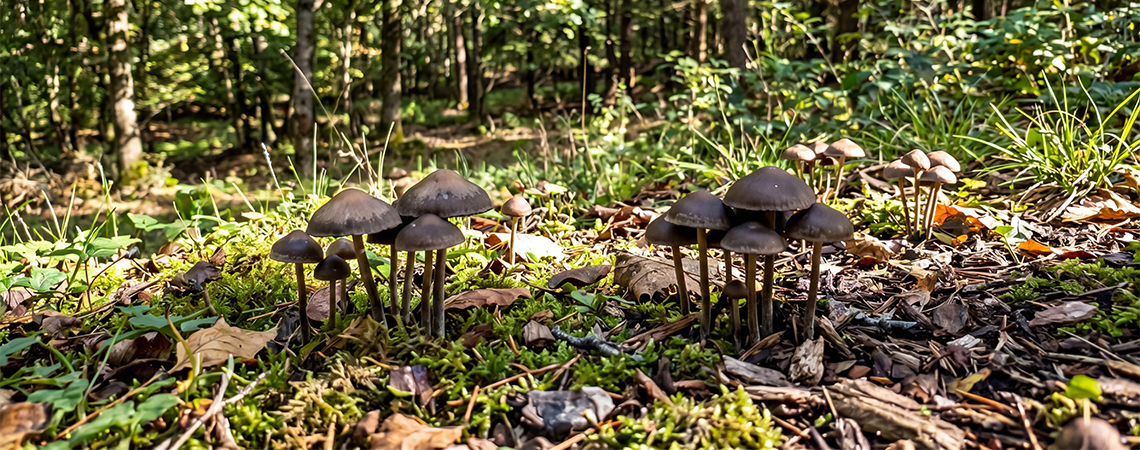 Im Freien Einen Flecken Für Zauberpilze Einrichten