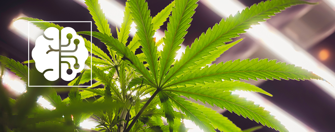 So revolutionieren KI und Automatisierung die Cannabisbranche