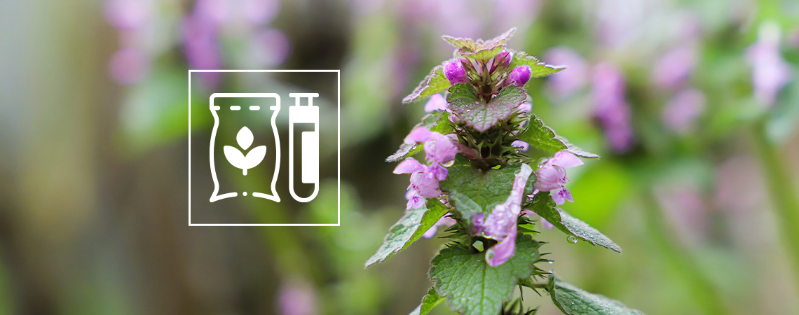 Die Wirkung von Katzenminze auf Menschen: Ein vollständiger Leitfaden