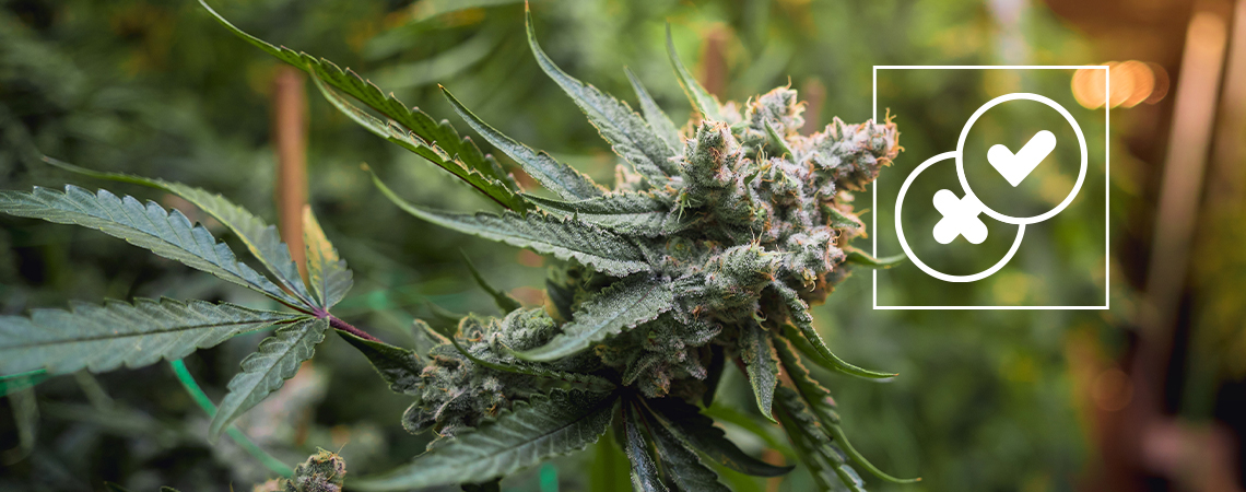 Cannabis und Urban Legends: Wir räumen mit den verrücktesten Mythen auf