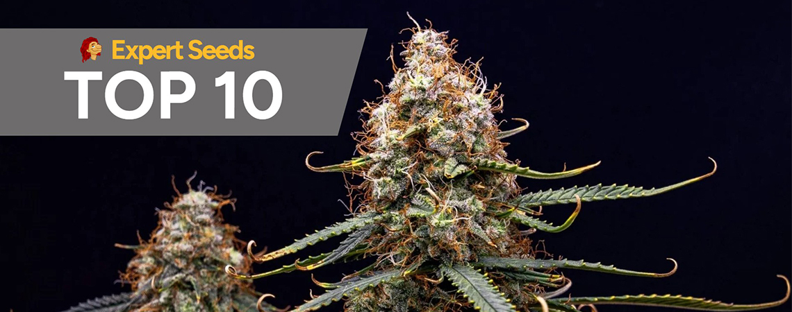 Top 10 Expert Seeds Strains: Unsere Favoriten für Aroma, High und Grow