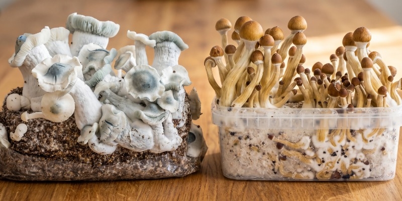 Magic-Mushroom-Growkits vs. Ready-2-Grow-Bags