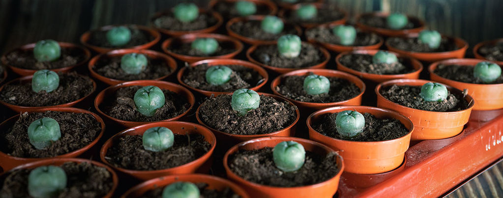 Auswirkungen Der Verwendung Von Peyote Auf Das Gehirn