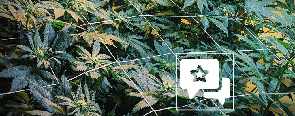 Sortenbewertung: Casey Jones