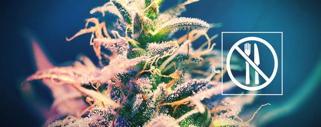 Cannabis Sorten Von Denen Man Keinen Heißhunger Bekommt?