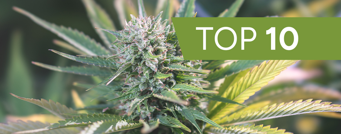 Beliebtesten Cannabis-Samenbanken