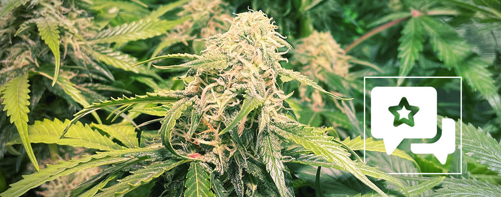 Sortenbewertung: Pineapple Kush