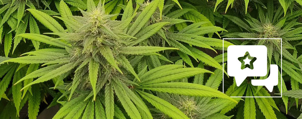 Sortenrezension: Pineapple Chunk