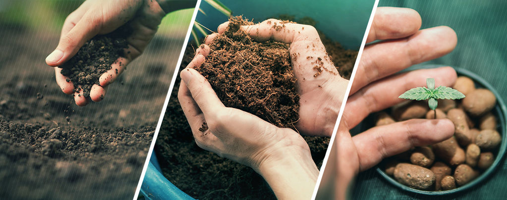 Erde, Kokos Oder Hydrokultur