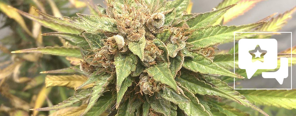 Sortenrezension: Durban Poison