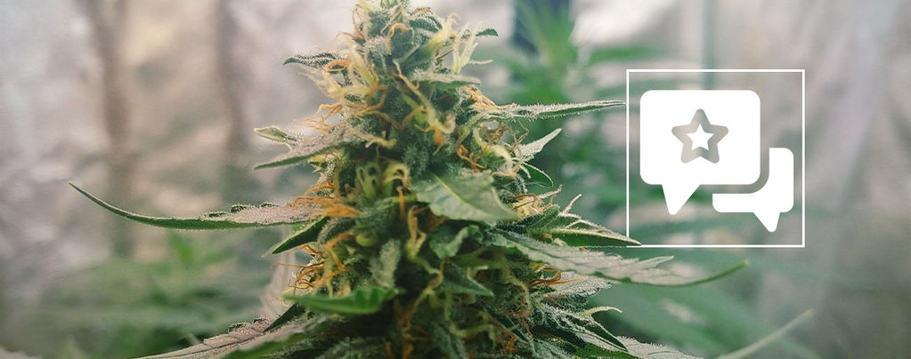 Sortenrezension: Mazar