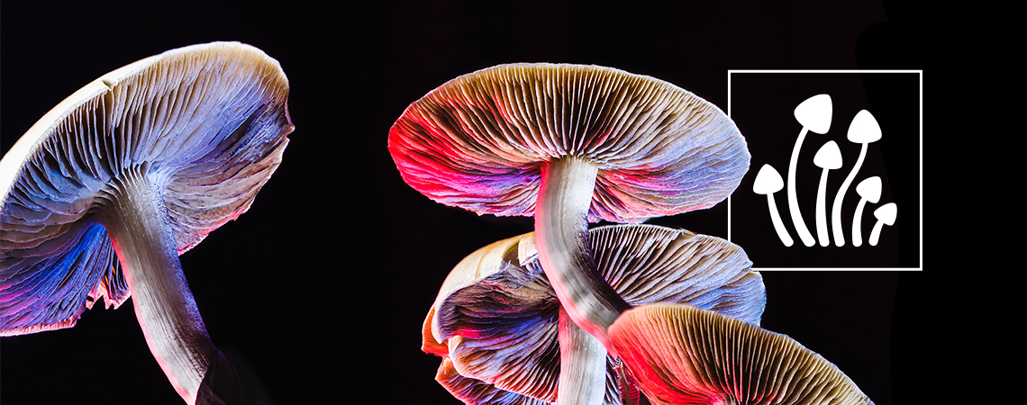 Wie viele Arten von Magic Mushrooms gibt es?