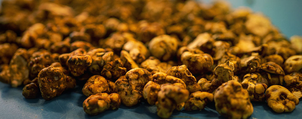 Trüffelbiologie: Warum Bilden Pilze Sklerotien Aus?