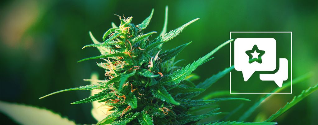 Girl Scout Cookies (Zamnesia Seeds) Feminisiert Girl Scout Cookies (Zamnesia Seeds) Feminisiert