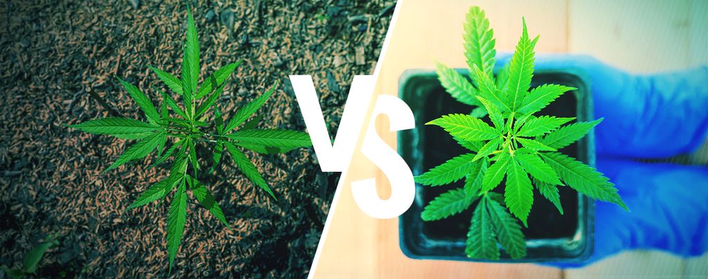 Töpfe Im Vergleich Zu Boden