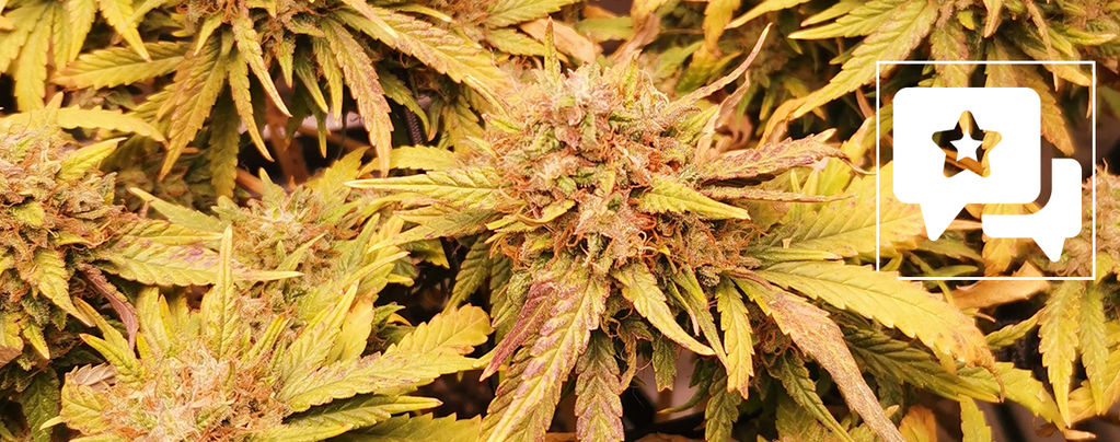 Sortenrezension: Liberty Haze