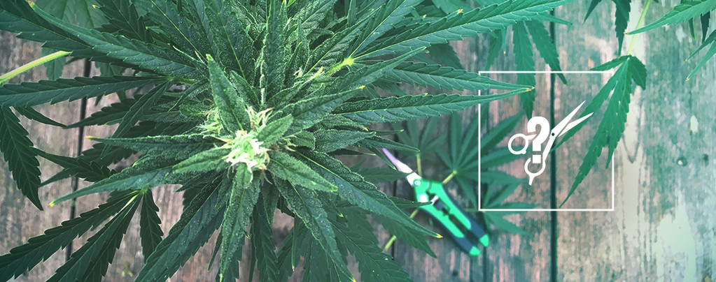 Wie Man Hanfpflanzen Beschneidet Grundlegende Trimmtechniken Und -Tipps